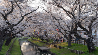 埼玉県の桜並木