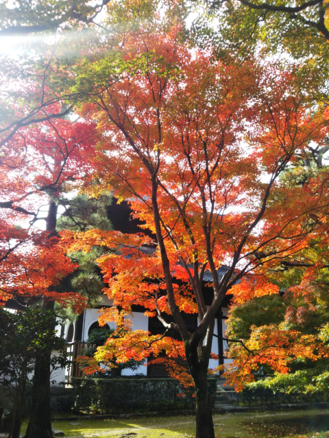 東福寺の紅葉（その５）