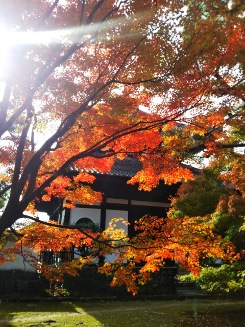 東福寺の紅葉（その４）