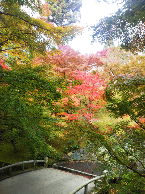 東福寺の紅葉（その３）