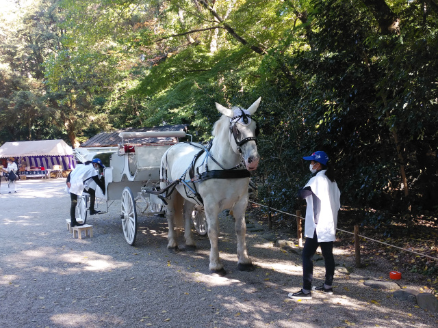 下鴨神社の白馬の馬車